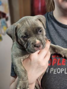 Blue pit puppies for sale