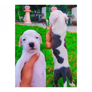 Pitbull puppies available
