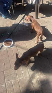 2 female red nose pits