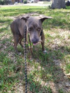 Stella APBT Rescue Dog Female