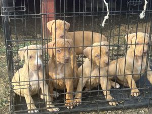 Adba pit bull puppies