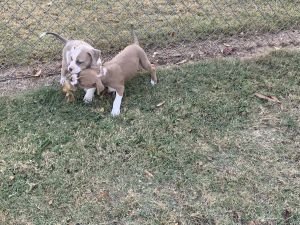 Beautiful 81/2 week old Pittbull pups(first shot 5and1)
