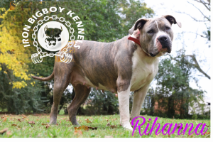 Precious Female Bully XXL