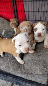 American Rednose Pitbulls