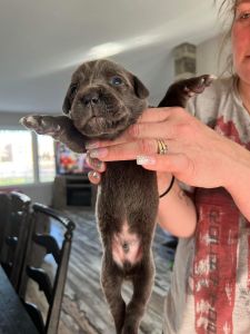 Christmas cane corso Puppy
