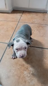 Vendo lindo cachorrito pitbull, pregunta sin compromiso