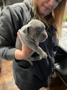 American Pocket Bullies