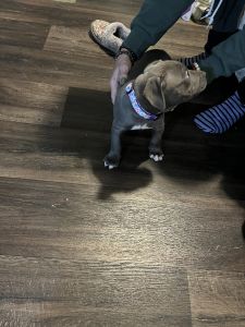 Blue nose and pit bull terrier mix