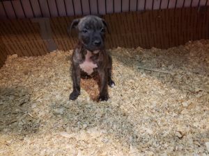 American Pitbull Terrier