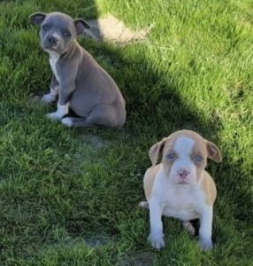 Pit Bull Puppies
