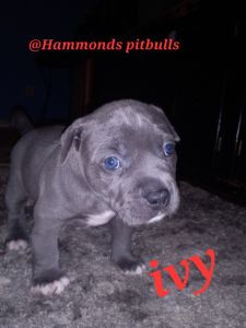 Blue pitbulls