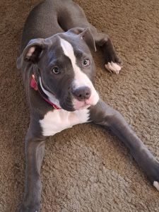 Blue nose Pitbull puppy female
