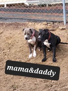 Eight Beautiful Puppies for Sale