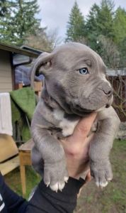 AKC registered Pit-bull