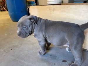 Rehoming Pitbull - Friendly, Playful