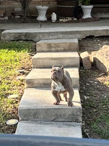 Micro bully