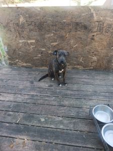 Puppy in need of a good home