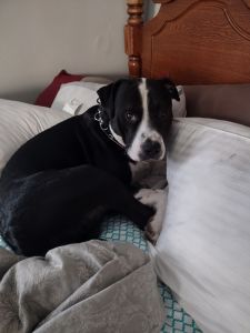 17 month old Male Red Nosed Pitbull