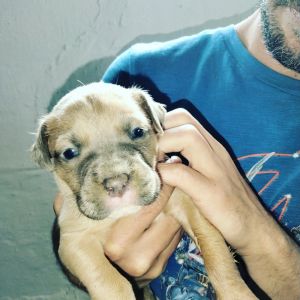 PITBULL PUPPIES FOR SALE MALE AND FEMALE