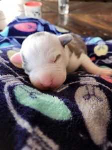 9 puppies 1 week old