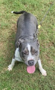 Free Rehoming for beautiful pup!