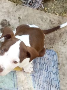 Brown and white pitbull puppies Springfield, ohio