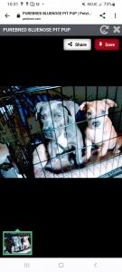 Female Puppy for adoptionbff