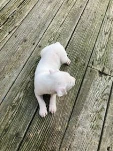 Rare white female pitbull pups for sale 10 weeks almost