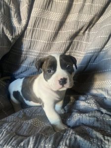 Cute pit bull puppies