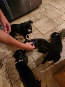 Pit Bull Puppies for sale