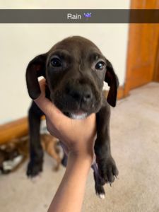 American Pit Bull Terrier/Staff Female Puppies