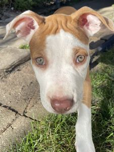 Female Puppy For Sale