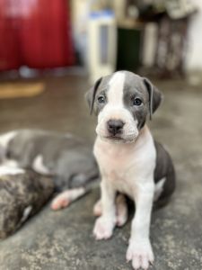 American pitbull puppies