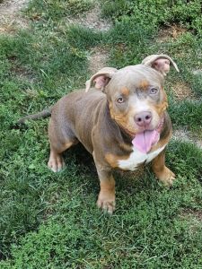 UKC PR APBT BULLY FEMALE