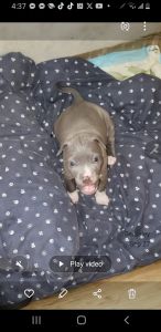 Pitbull Puppies only 4 half weeks old