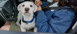 Three 9 month old puppies