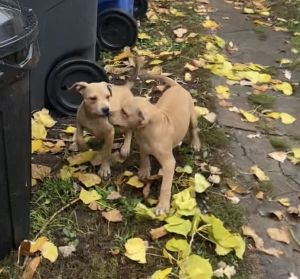Beautiful Pitbull Puppies