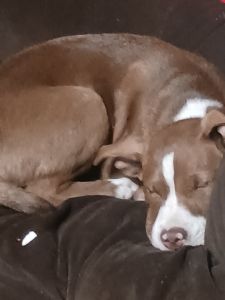 FREE PIT/COLLIE PUPPIES