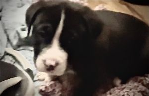 7 week old pit bull terrier puppies (3m,1f)