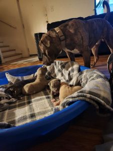 Looking for a good home for my little fella