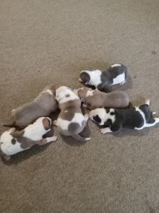Puppies for sale