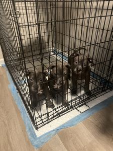 5 male pitties