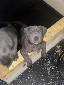 Puppies for sale