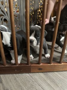Bulldog/Pitbull puppies