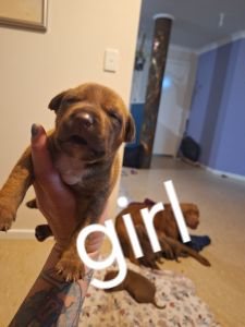 Prettiest pitty pups in the sth west