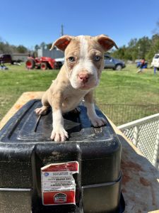 Pitbull puppies