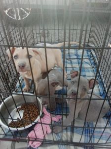 Pitbull puppies available
