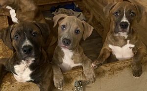 free pit mix puppies