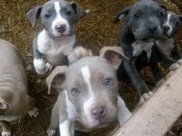 loving blue eyes pit bull puppies(***) ***-***6