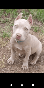 Red nose pitbull puppies